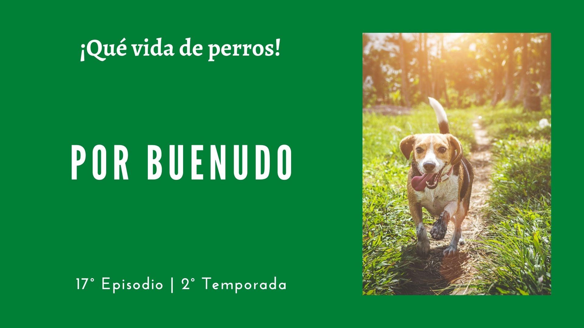 17 | Por buenudo